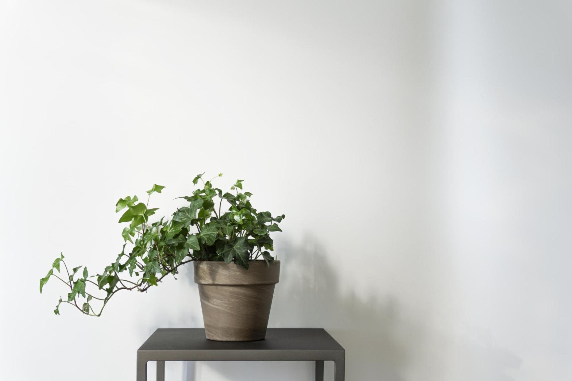 Diese 10 Pflanzen sollten im Schlafzimmer stehen