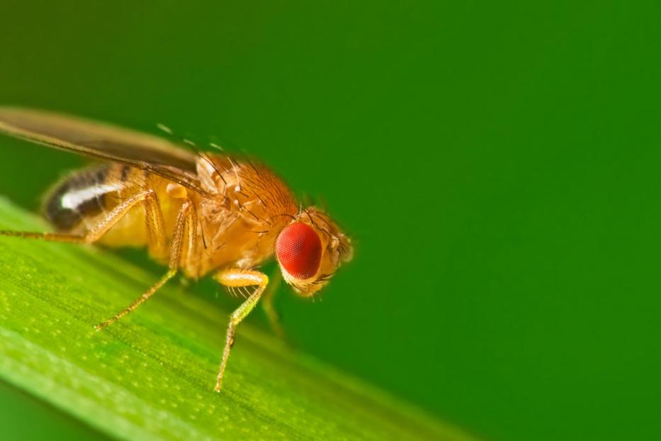 Eine Fruchtfliege sitzt auf einem grünen Blatt.