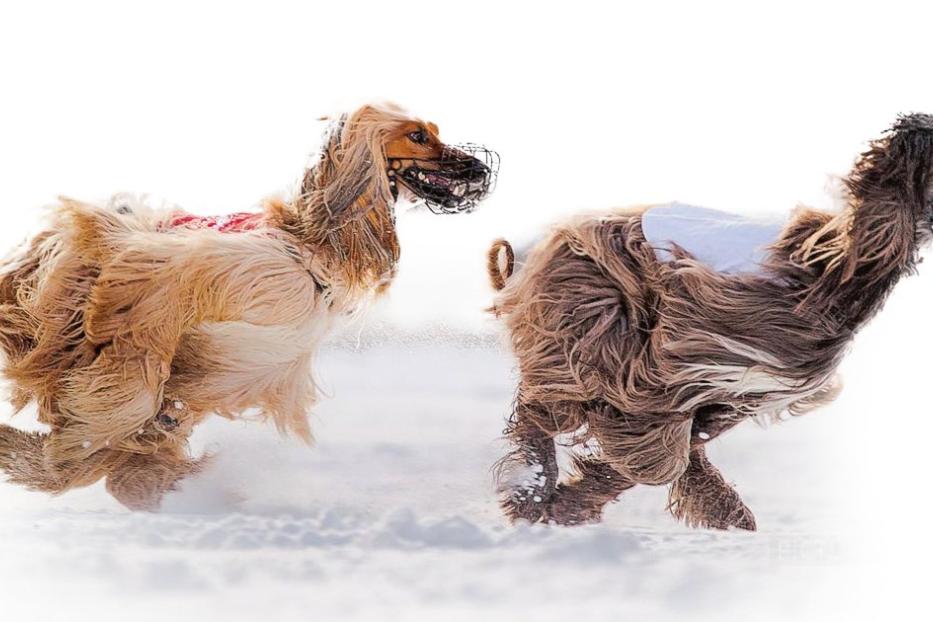 Zwei Afghanische Windhunde mit Maulkorb rennen durch den Schnee.