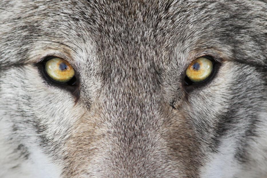 Nahaufnahme der Augen eines Wolfes.