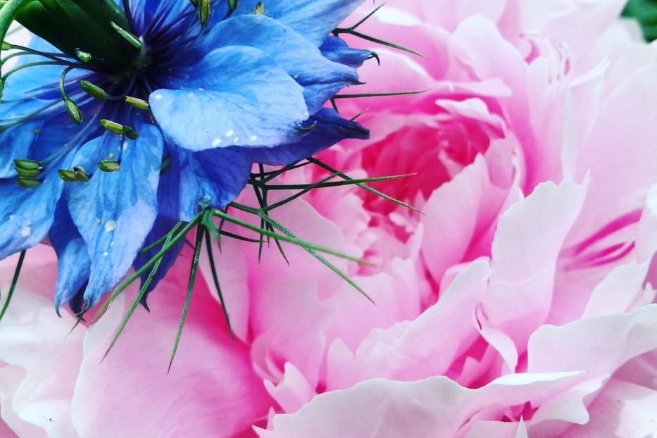 Nahaufnahme einer rosa Pfingstrose mit einer blauen Jungfer im Grünen.