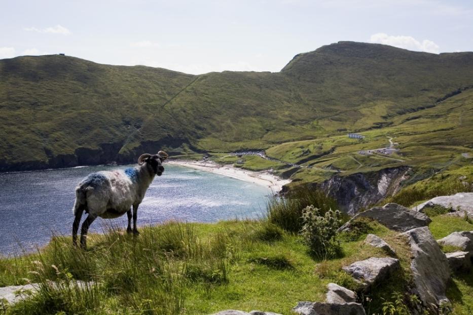 Ein Schaf steht auf einer Klippe mit Blick auf einen Strand und grüne Hügel.