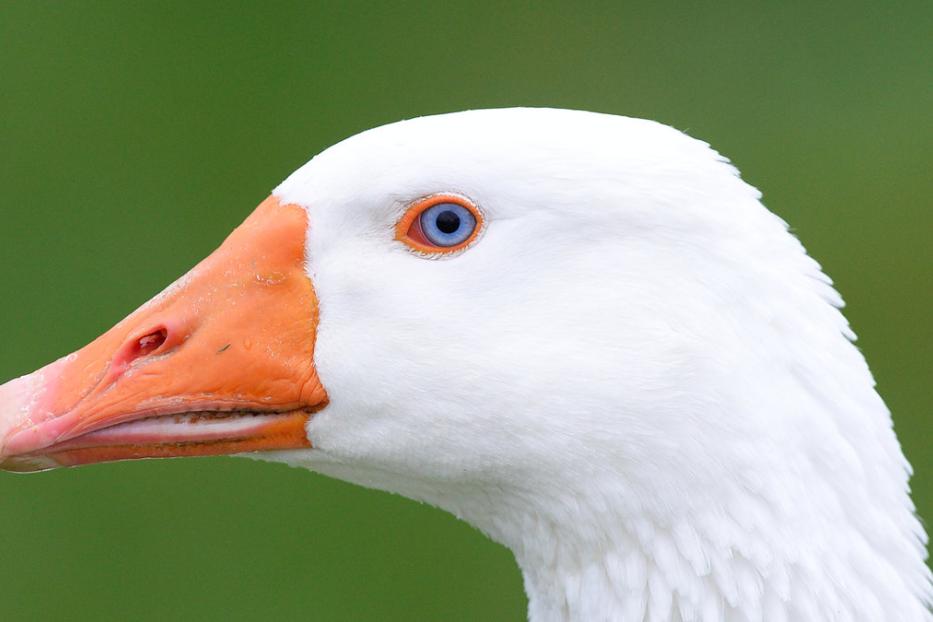 Nahaufnahme vom Kopf einer weißen Gans mit blauem Auge und orangefarbenem Schnabel.