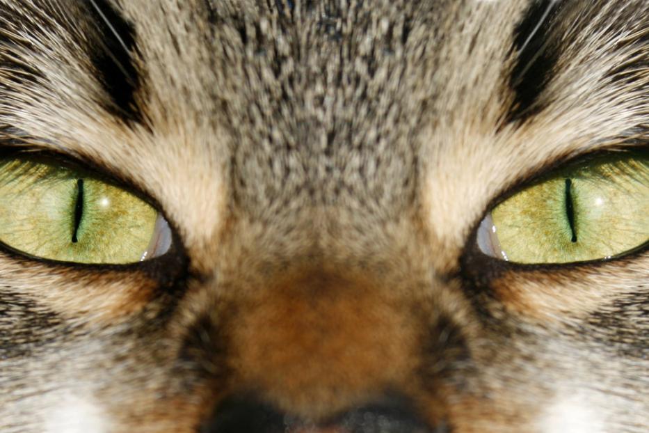 Nahaufnahme der grünen Augen einer getigerten Katze.