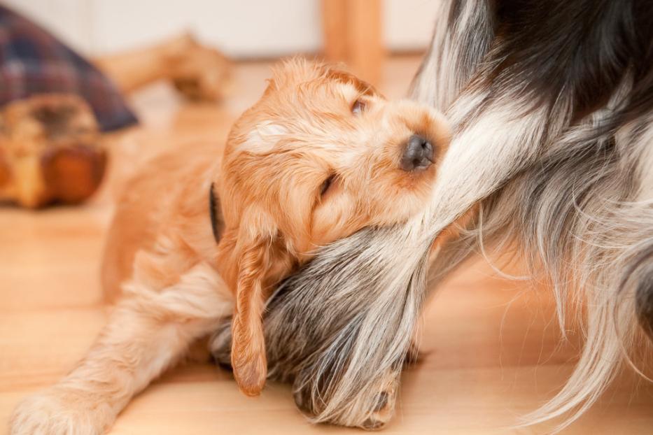 Ein goldener Cocker Spaniel Welpe ruht sich an einem größeren Hund aus.