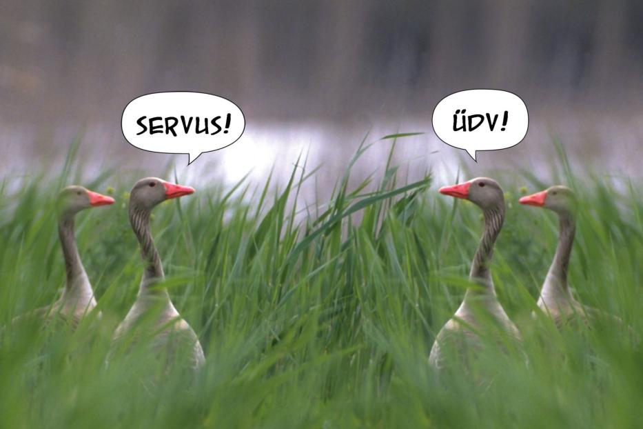 Zwei Gänsepaare begrüßen sich mit „Servus!“ und „Üdv!“.