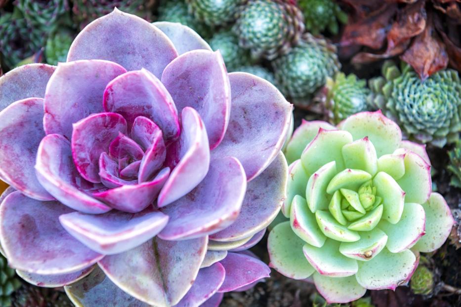 Nahaufnahme von zwei Sukkulenten, eine lila und eine grün.