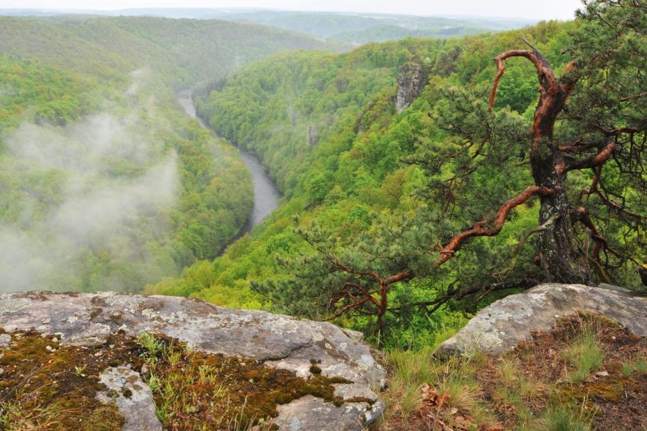 Blick von einem Felsen auf ein bewaldetes Tal mit einem Fluss im Nebel.