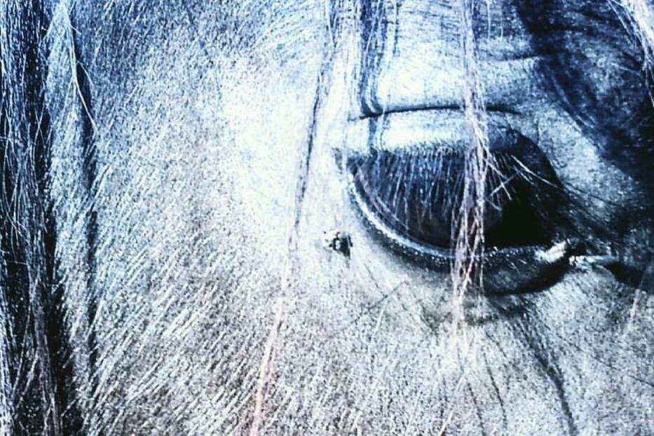 Nahaufnahme des Auges eines Pferdes.