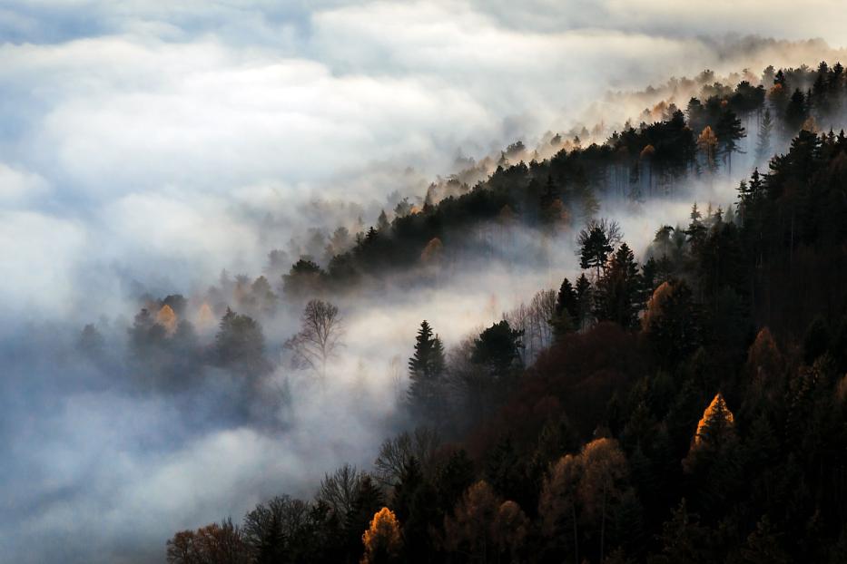 Ein Wald erstreckt sich durch dichten Nebel.