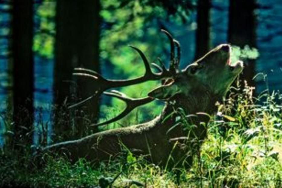 Ein Hirsch mit Geweih brüllt im Wald.
