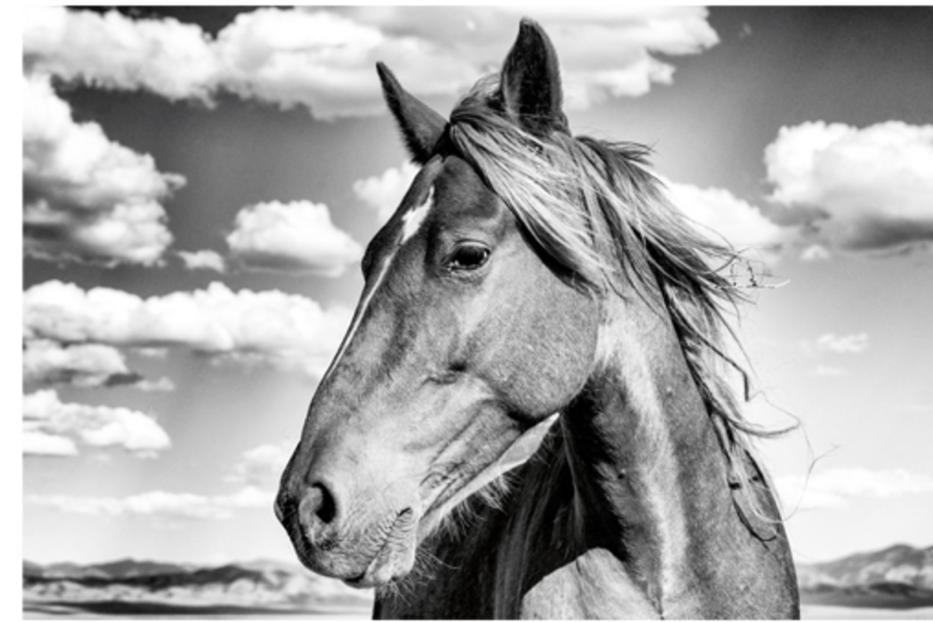 Schwarzweißaufnahme vom Kopf eines Pferdes vor einem bewölkten Himmel.
