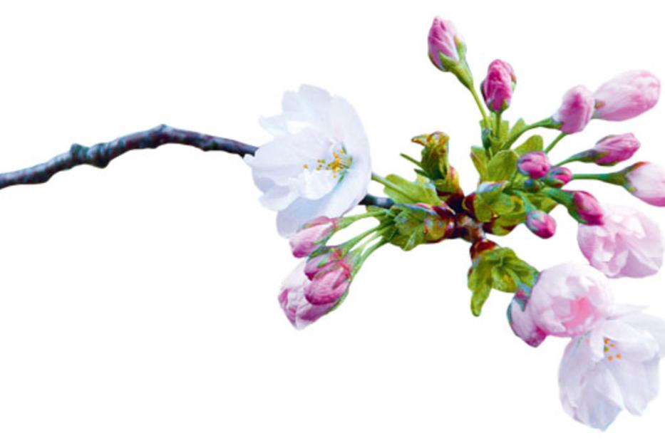 Ein Zweig mit rosa Knospen und einer einzelnen weißen Blüte vor einem weißen Hintergrund.