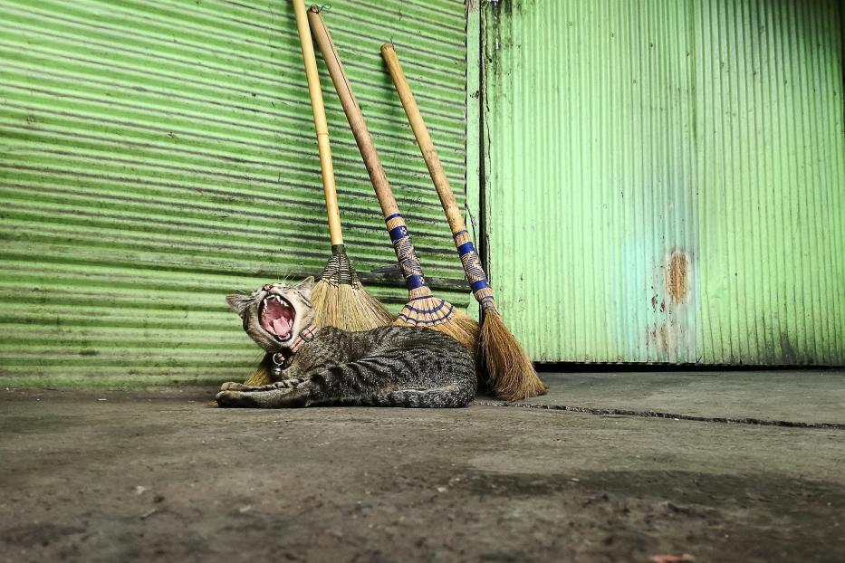 Eine getigerte Katze liegt gähnend vor drei Besen und einer grünen Wand.