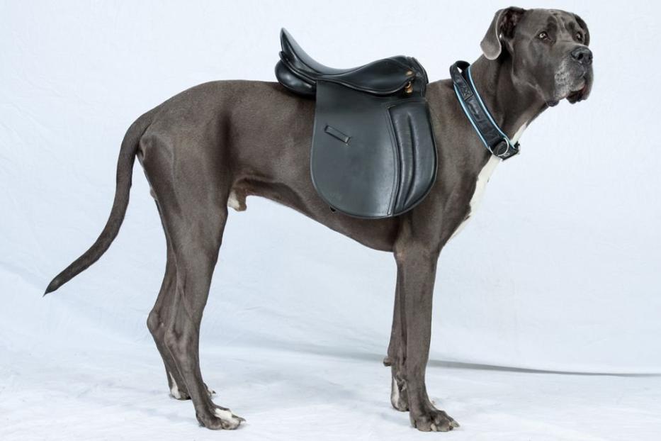 Eine Deutsche Dogge trägt einen schwarzen Sattel auf dem Rücken.