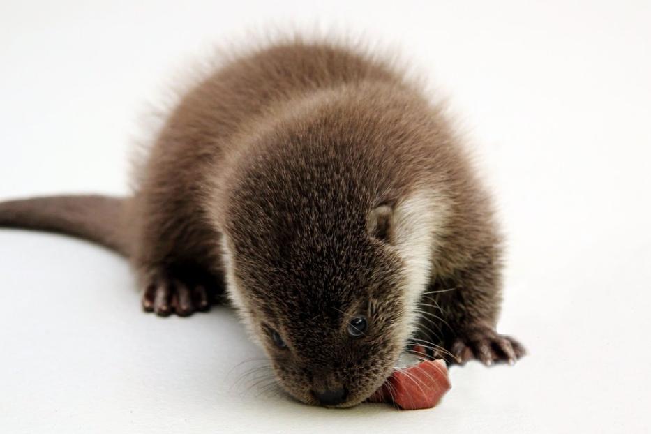 Ein junger Otter frisst ein kleines Stück Fleisch.