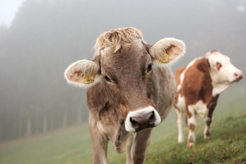 Eine braune Kuh steht auf einer Wiese im Nebel.