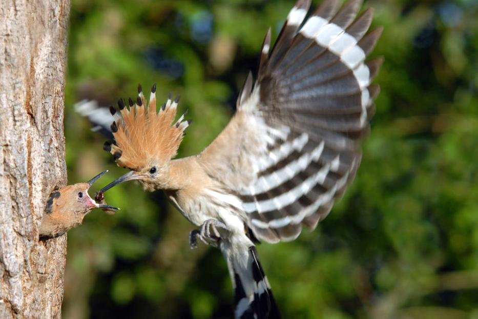 Ein Wiedehopf füttert ein Jungtier am Baumstamm.