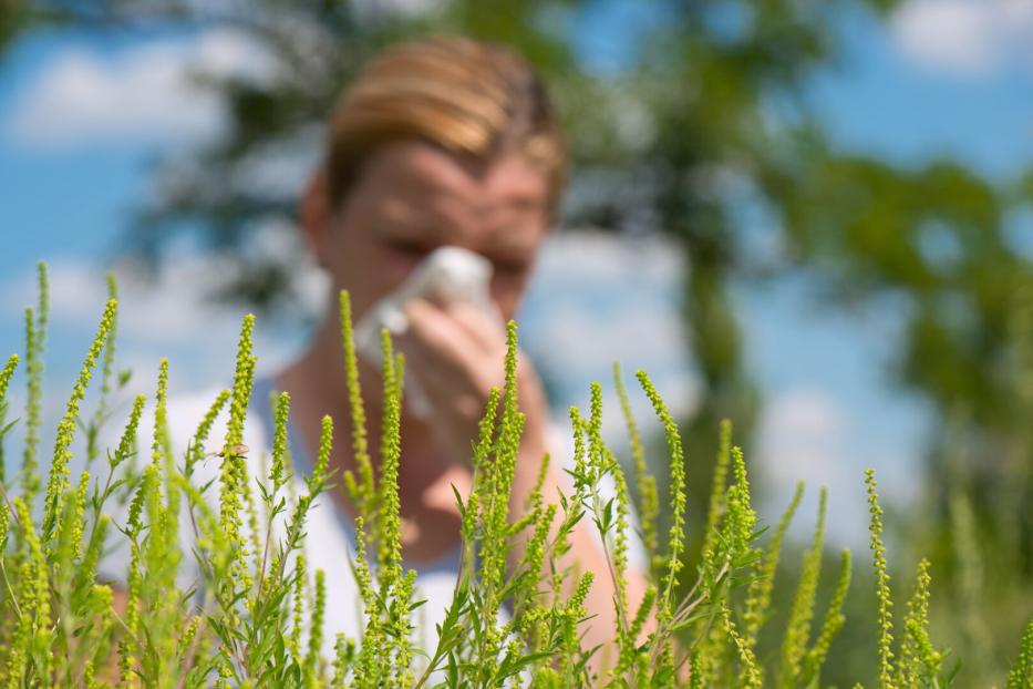 Eine Frau schnäuzt sich hinter blühendem Ragweed.