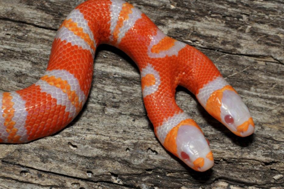 Eine zweiköpfige, orangefarbene Königsnatter mit weißen Streifen liegt auf einem Baumstamm.