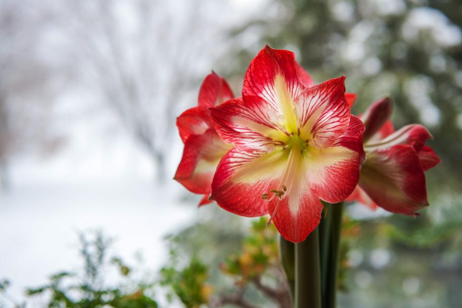 Diese Amaryllis ist eigentlich ein Ritterstern. So wie fast jede, die wir kaufen.