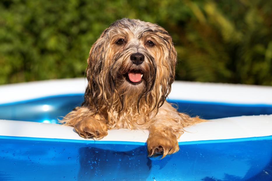 Hund plantscht im Pool