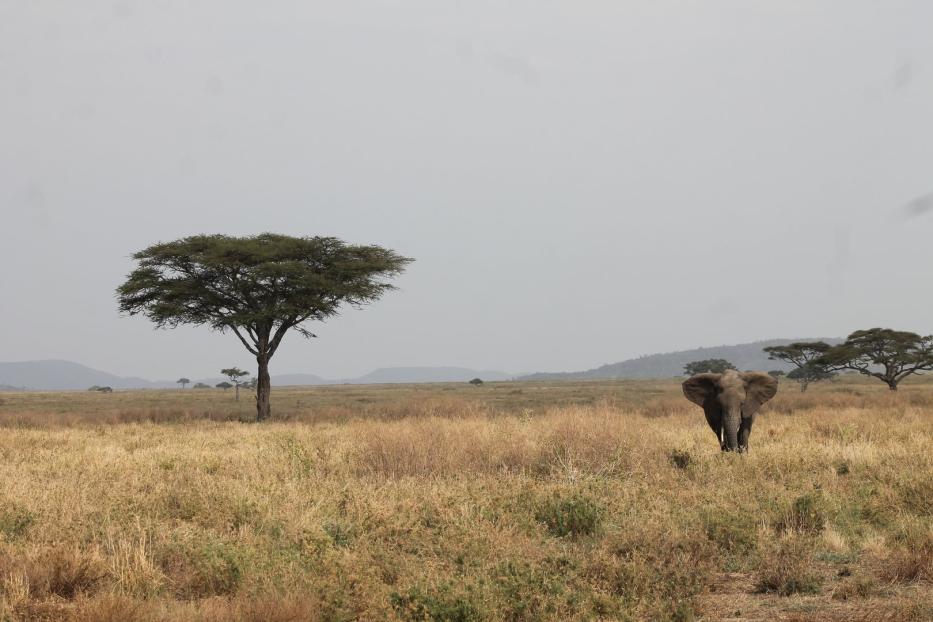 Man begegnet in der Serengeti so vielen Elefanten, dass einer alleine auffällt. Er passt zur aktuellen Situation im berühmtesten Nationalpark der Welt.