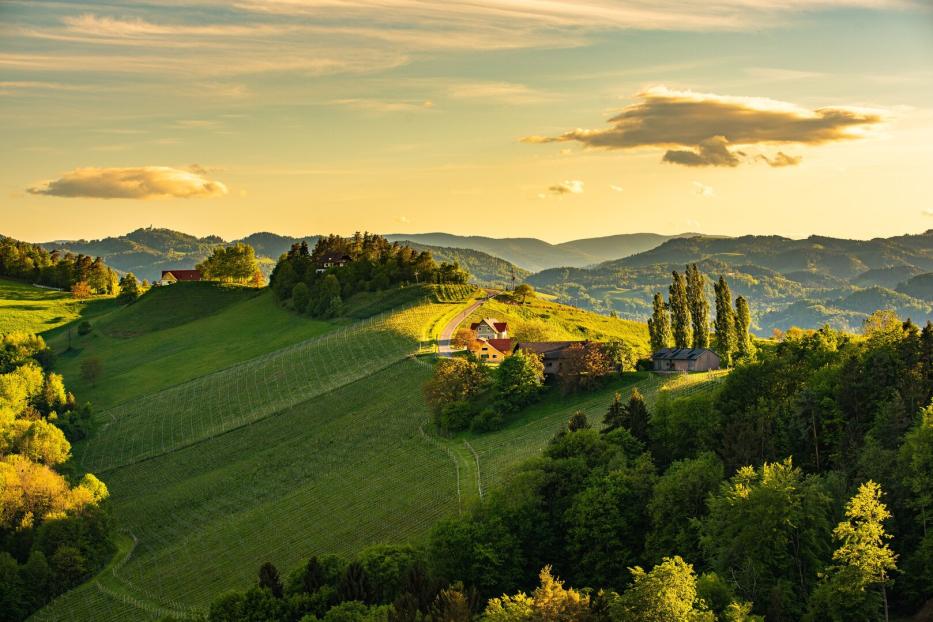 Weinberge in der Steiermark