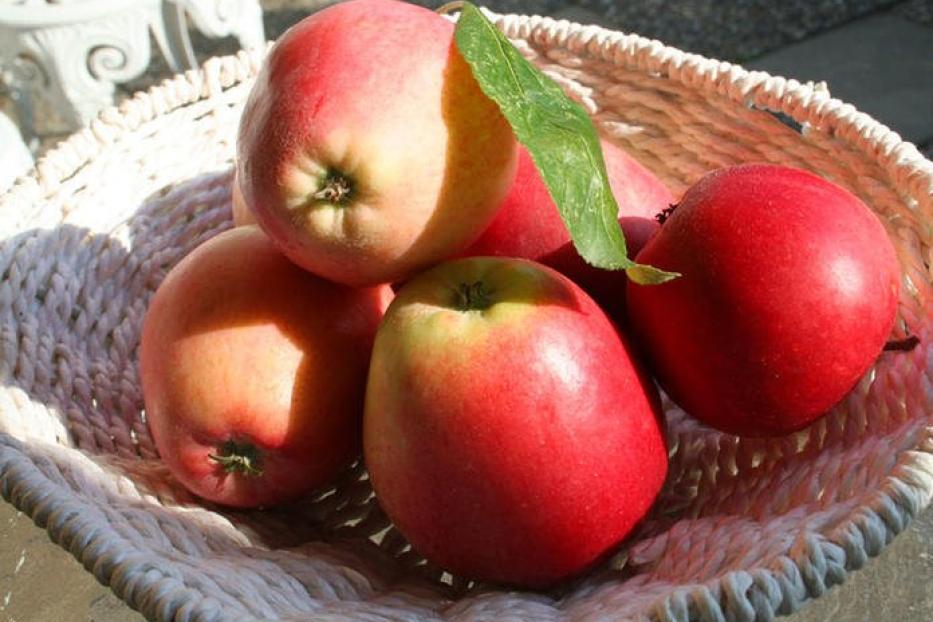 Rote Äpfel liegen von der Sonne beschienen in einer geflochtenen Obstschale