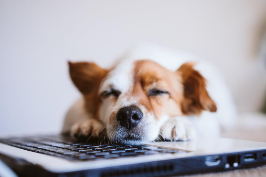 Hunde brauchen am Arbeitsplatz einen Rückzugsort.