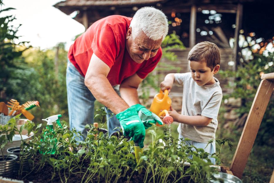 Ein Großvater und sein Enkel gießen die Pflanzen im Garten. Aber machen sie es auch 