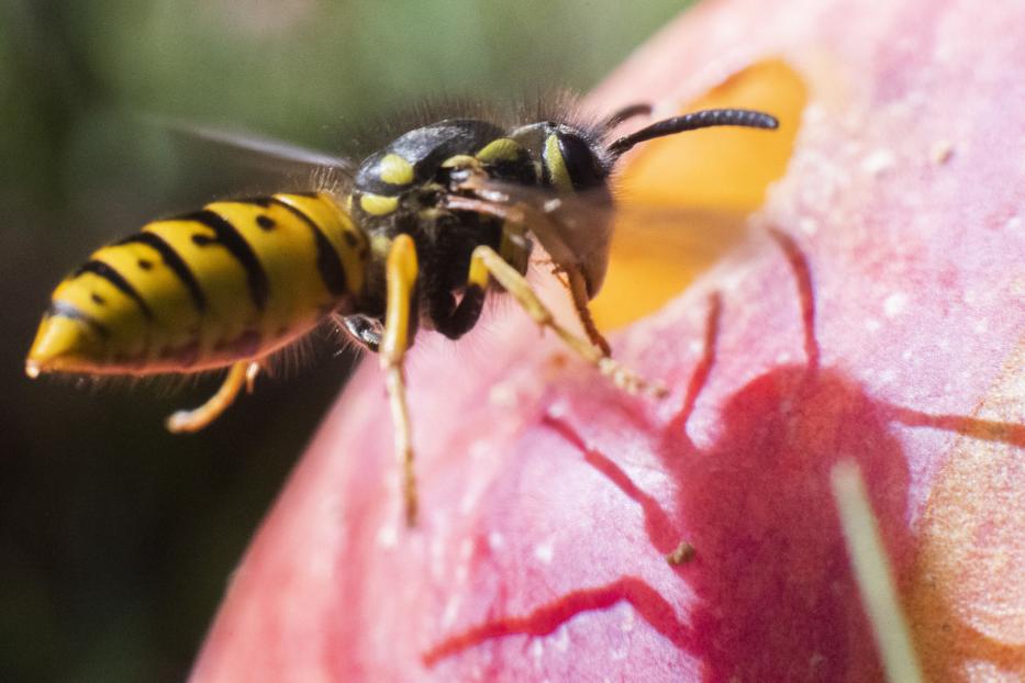 Süßes Obst zieht Wespen an.