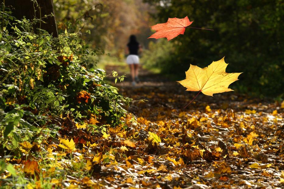 Wer sorgt dafür, dass die ganzen Blätter wieder bis zum nächsten Herbst verschwinden?