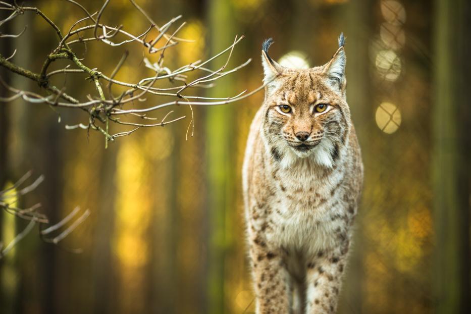 Eurasischer Luchs Kalkalpen