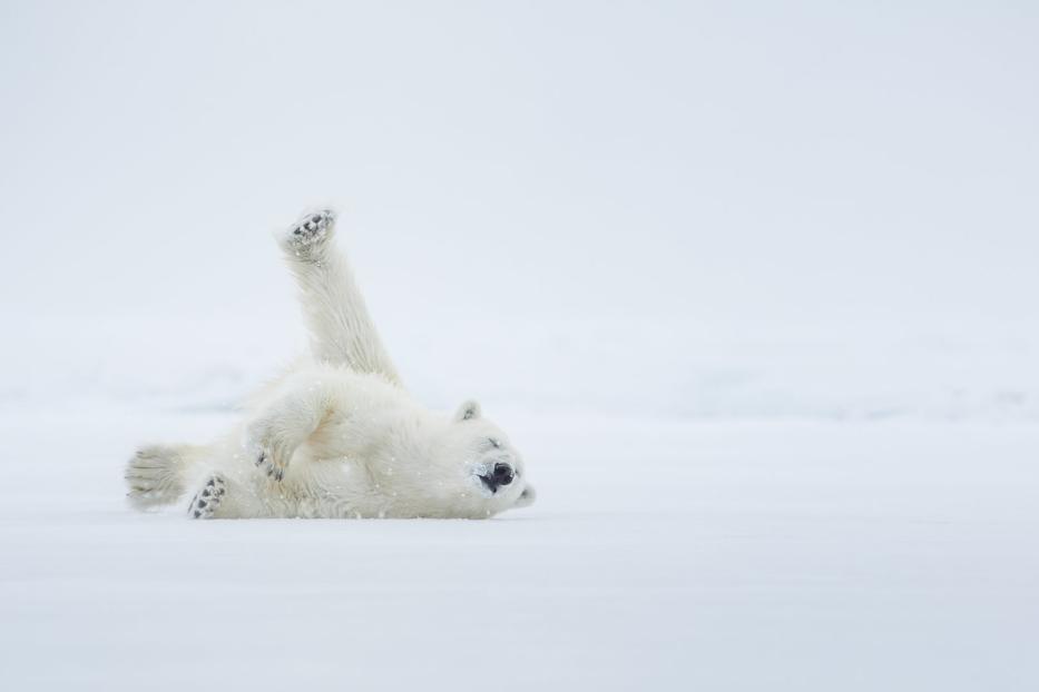 Eisbär