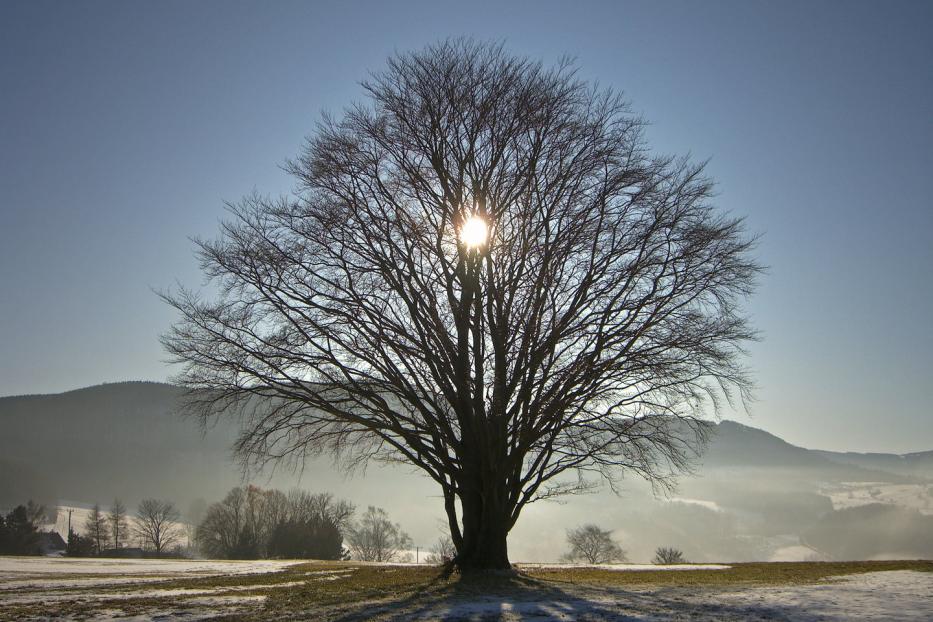 Der Winter im Flachland ist laut Experte vorübergehend vorbei. Am Freitag bleibt es wolkenlos.