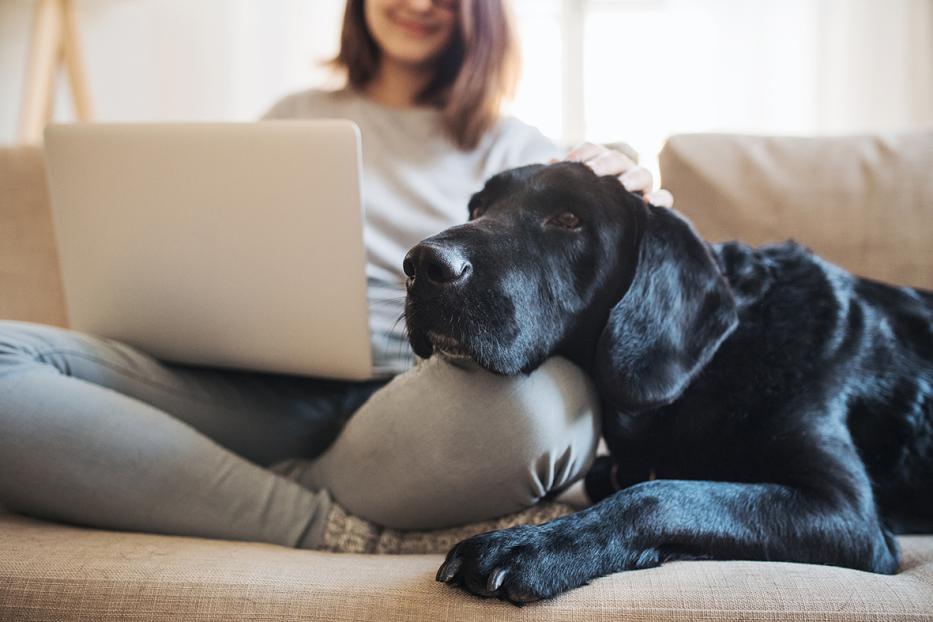 A midsection of teenage girl with a dog sitting on a sofa indoors, working on a laptop.