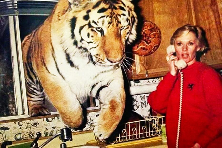 Tippi Hedren Tiger