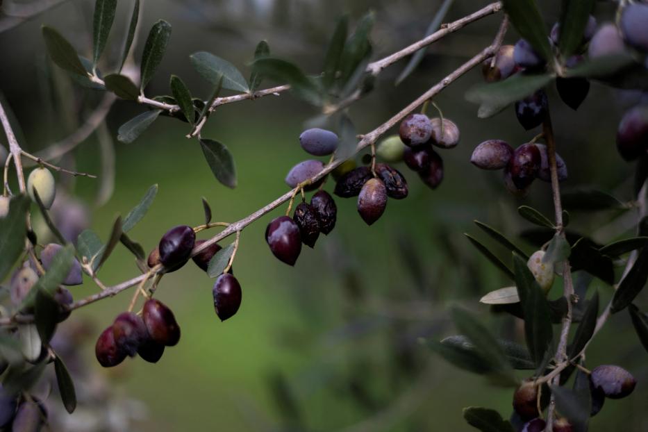 Damaged olives are seen at Michalis Antonopoulos's olive grove in Kalamata