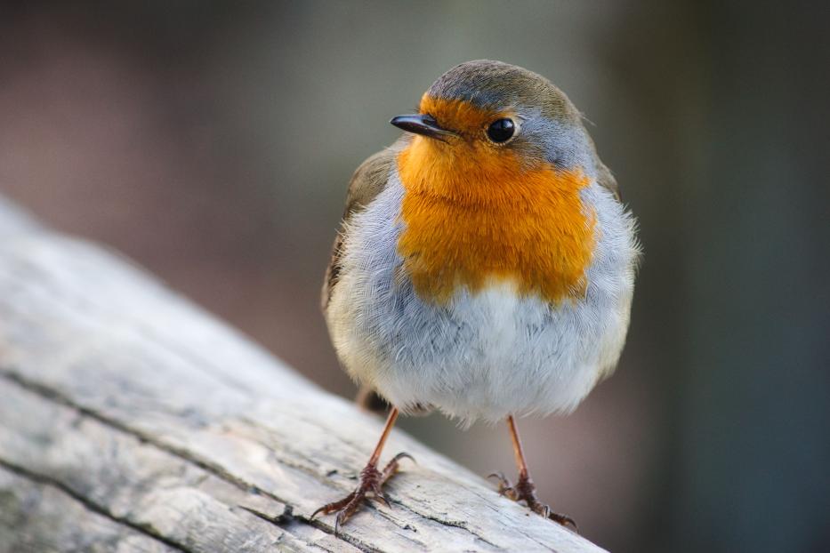 Close-up portrait of a beautiful robin with red breast