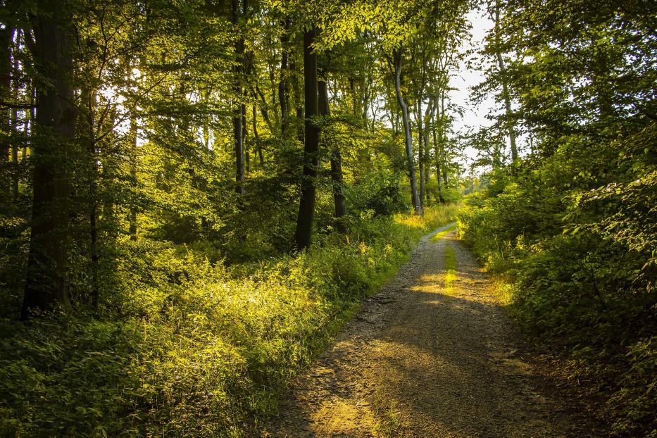 Lust auf Österreich_Wandern auf den Spuren von Holz