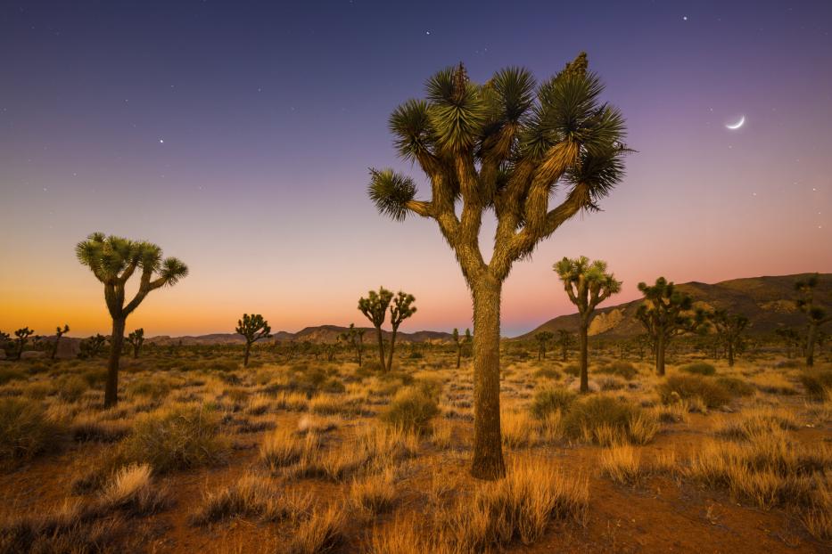 Die Mojave-Wüste im Westen der USA ist 35.000 km² groß und gilt als einer der ruhigsten Plätze der Erde, insbesondere in den Kelso-Dünen gibt es kaum Geräusche