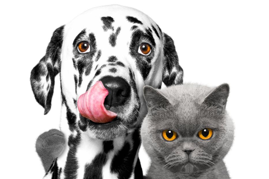 Ein Dalmatiner leckt sich die Nase, während eine graue Katze daneben sitzt.