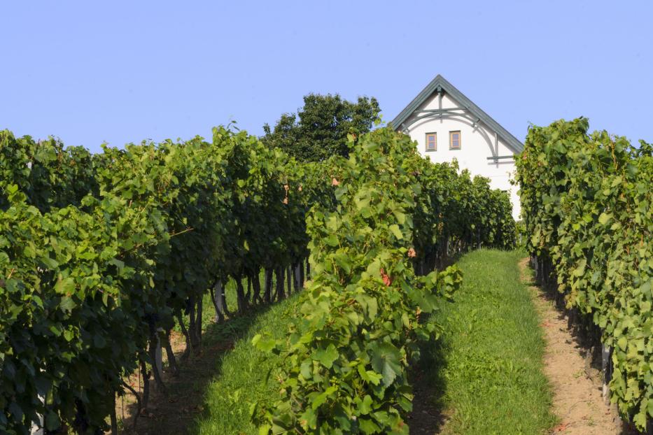 Südburgenland, Kellerstöckl Deutsch Schützen-Eisenberg