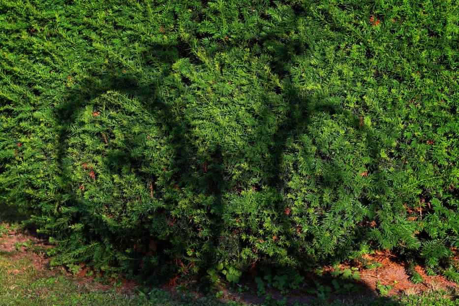 Fahrradschatten auf Hecke