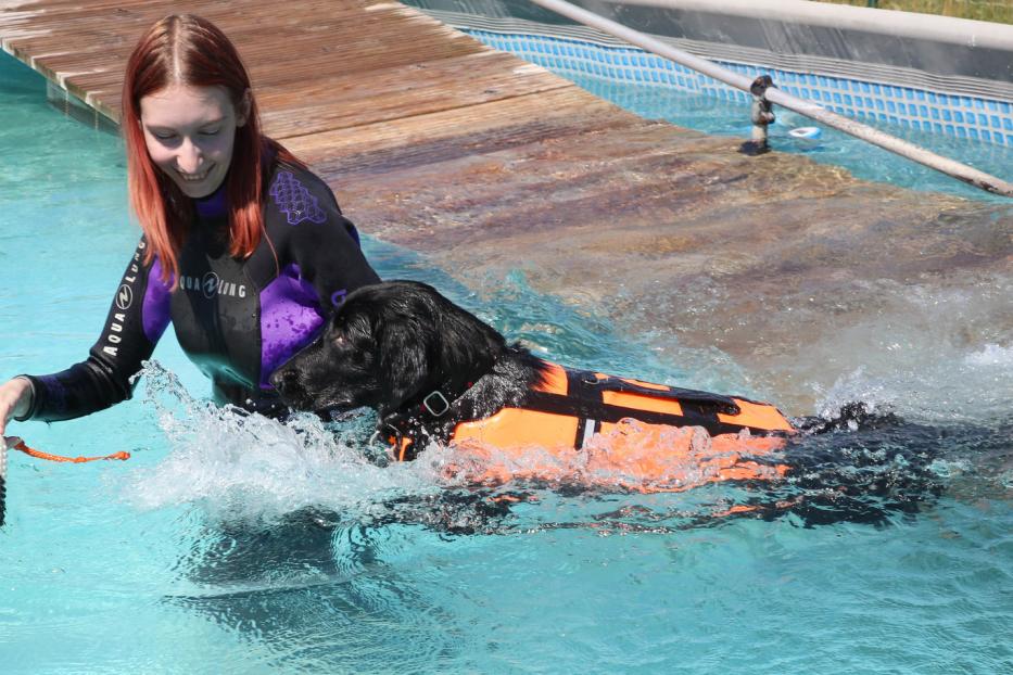 Flat-Coated Retriever wurden ursprünglich zur Entenjagd gezüchtet, das Spielzeug simuliert die Beute. Haben sie es im Maul, sind sie im Wasser viel ruhiger – beim Schwimmtraining essenziell.