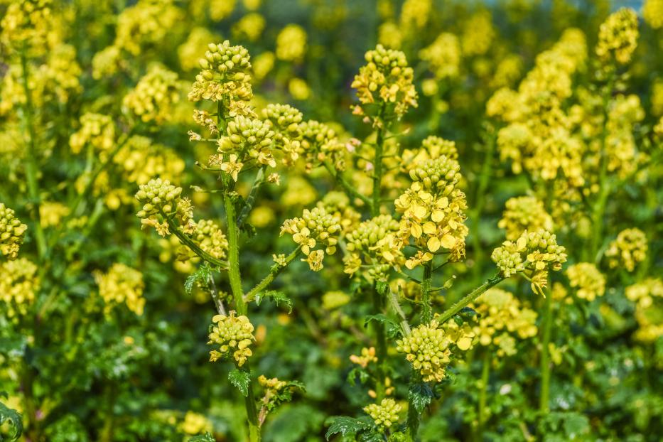 Mustard Flowers field - Sinapis Alba