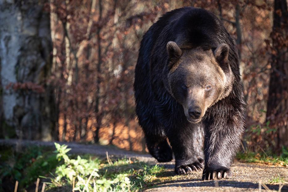 Der beeindruckend große Braunbär Erich beim Herumstreifen in seinem Gehege. Noch ruht er nicht ganz in sich. Ein Traktor hat ihn nervös gemacht