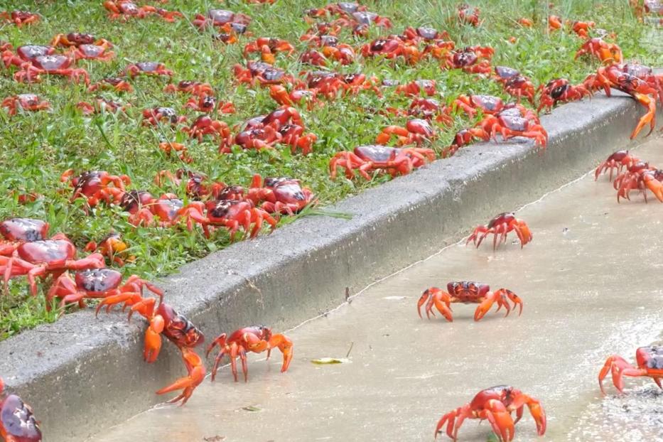 Annual red crabs migration on Christmas Island