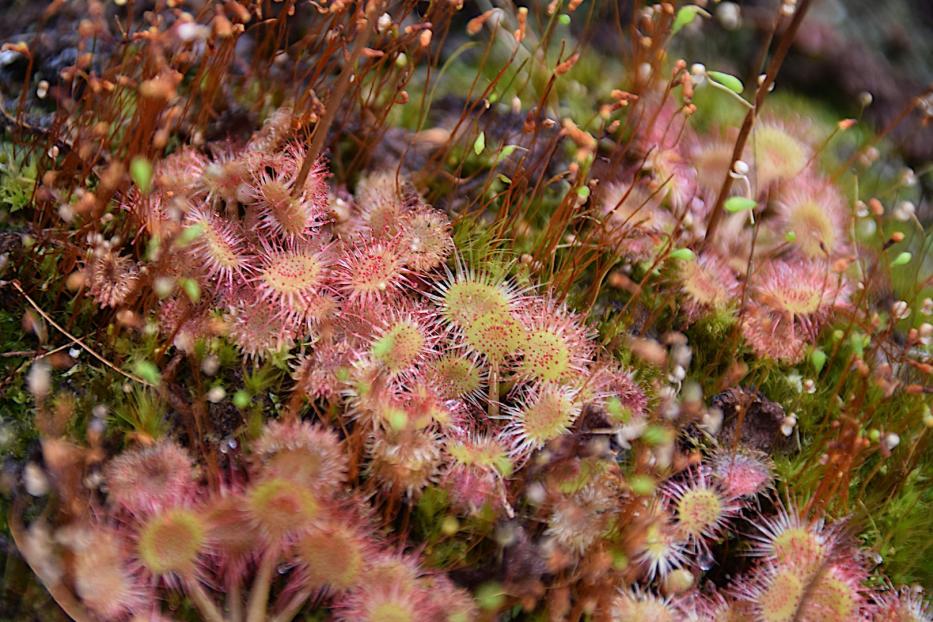 Drosera rotundifolia: So sieht der heimische Sonnentau aus.